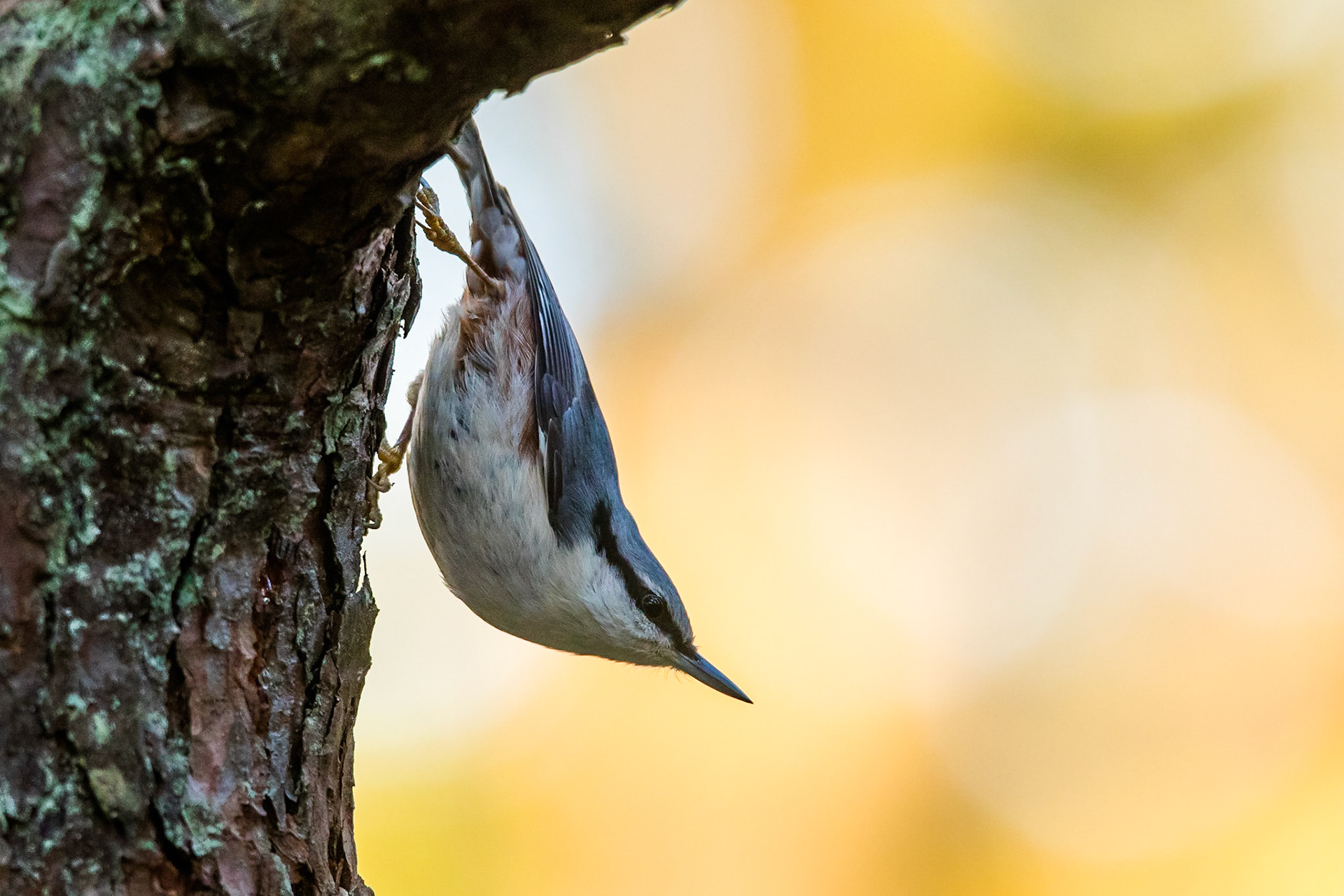 Nötväcka / Eurasian Nuthatch, Vombs furu 2016