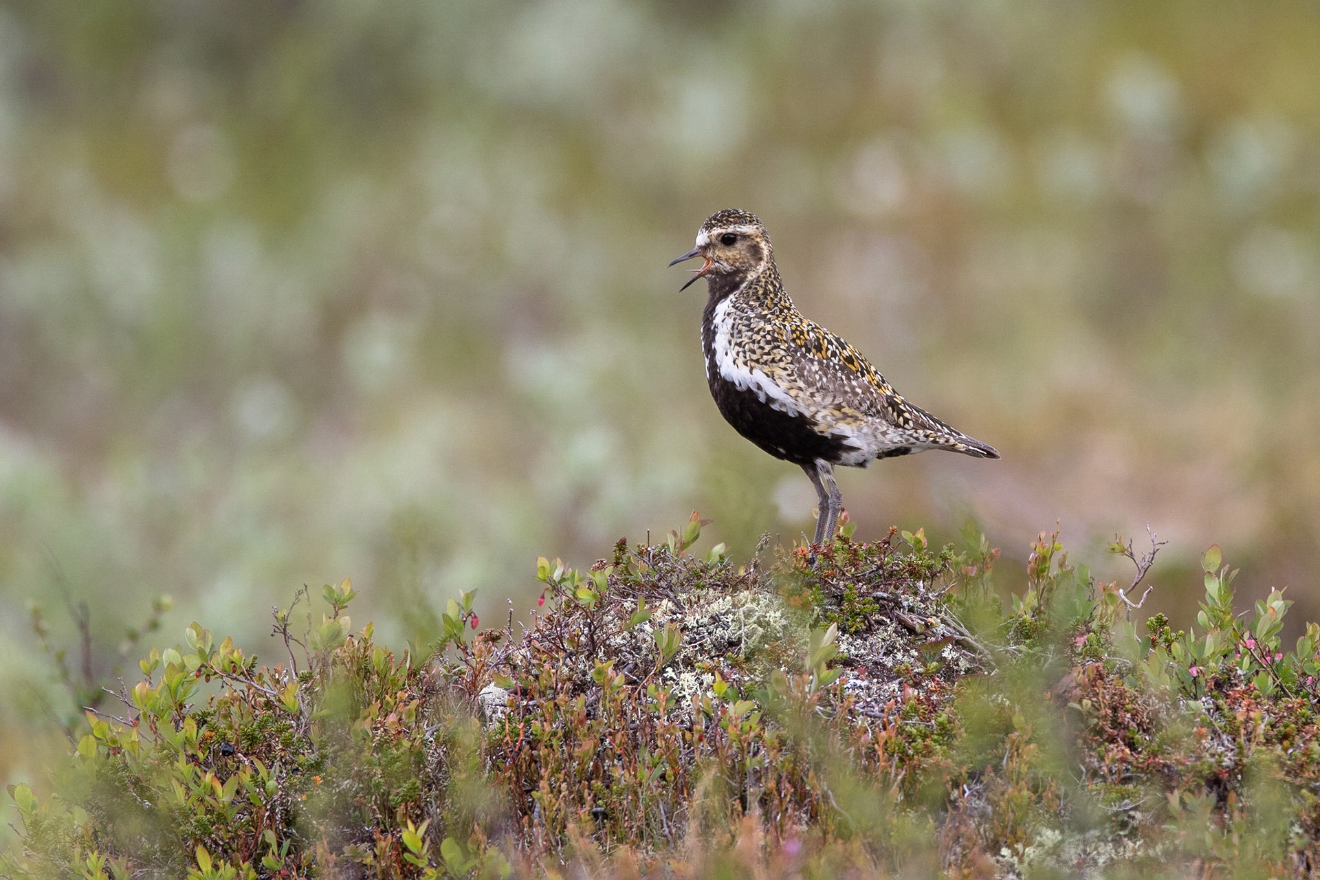 Ljungpipare / European Golden Plover, Dundret Gällivare 2018
