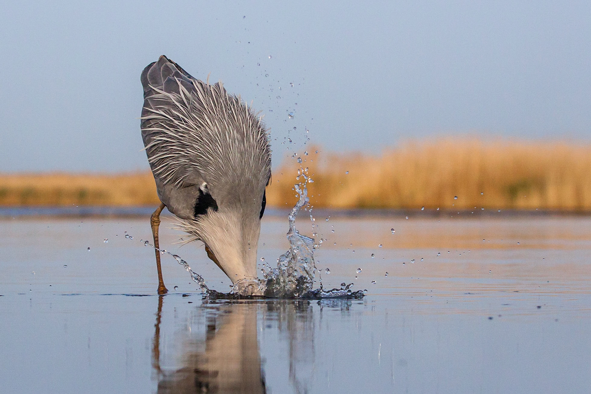 Gråhäger / Grey Heron, Hungary 2013