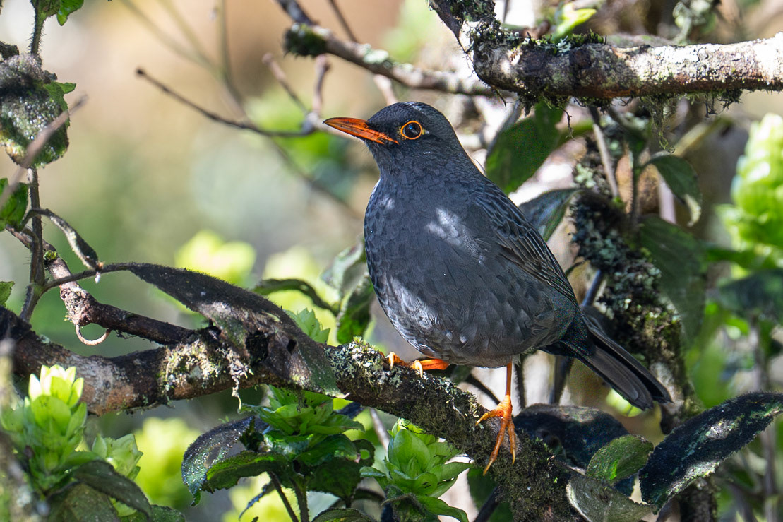Indian Blackbird / Indisk trast, Horton Plains National Park, Sri Lanka 2025