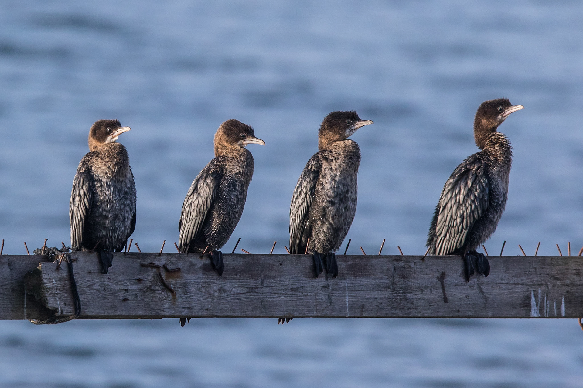 Dvärgskarv / Pygmy Cormorant, Kalochori Greece 2017