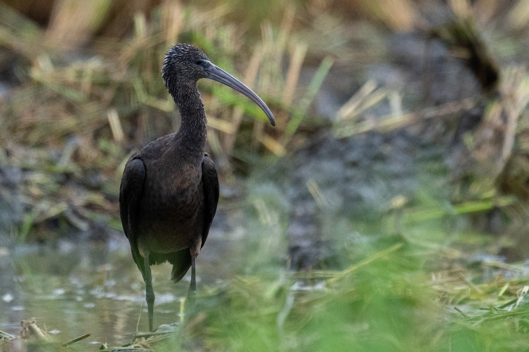 Bronsibis / Glossy Ibis, Estuario do Tejo Portugal 2023