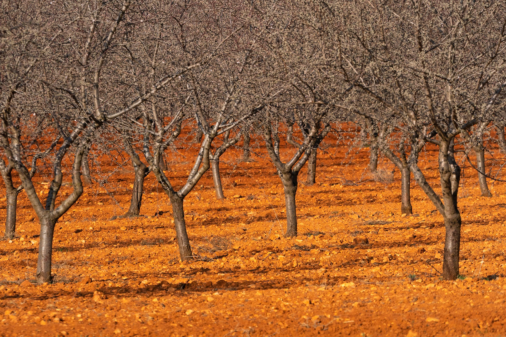 Trädodling / Arboriculture, Petrola, Spanien 2022