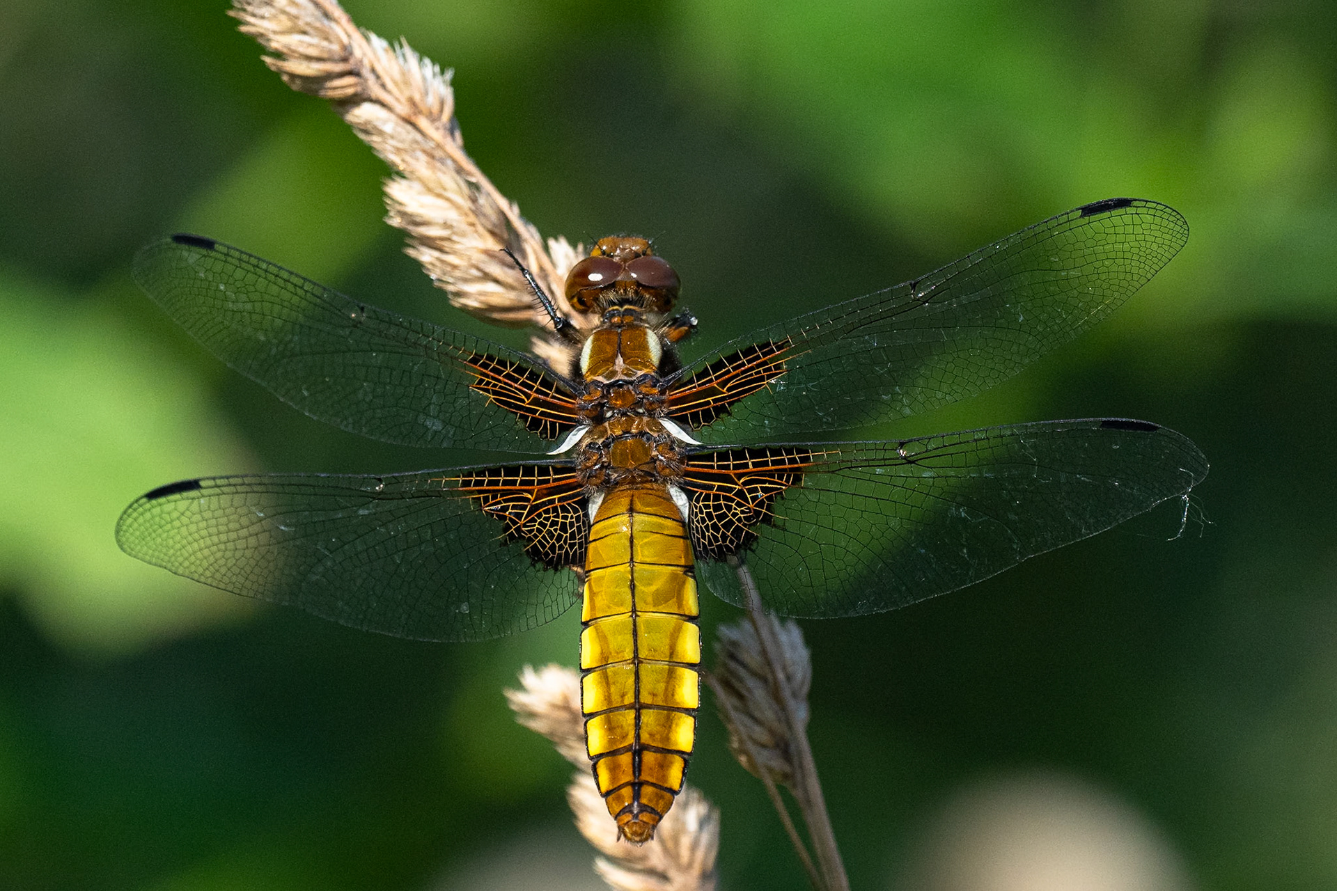 Bred trollslända / Broad-bodied Chaser, Vallkärra 2024