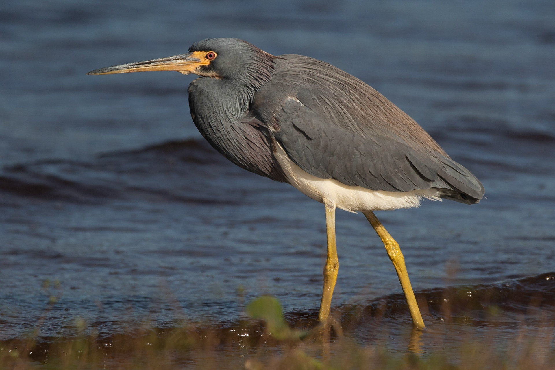 Trefärgad häger / Tricolored Heron, Myakka River, Florida USA 2019