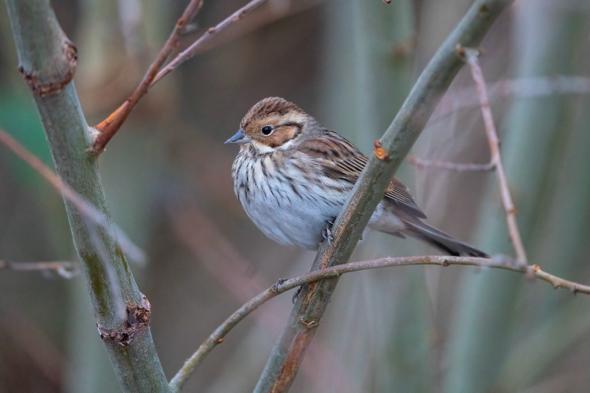 Dvärgsparv / Little Bunting, Skanör 2022