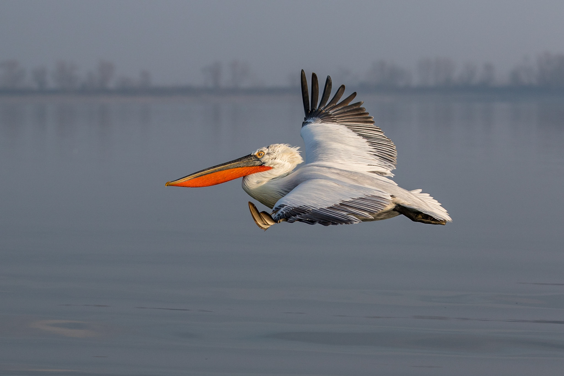 Krushuvad pelikan / Dalmatian Pelican, Kerkini lake Greece 2017