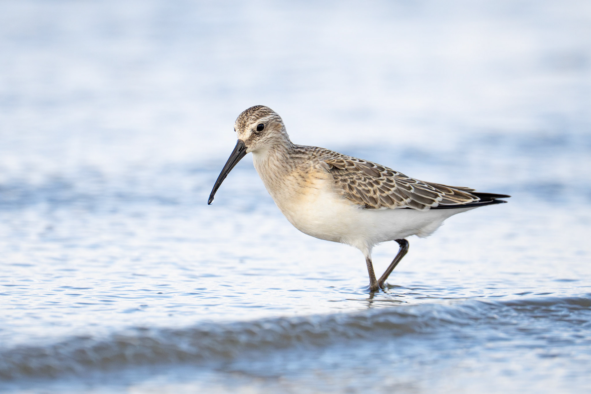 Curlew Sandpiper / Spovsnäppa, Farhult 2026