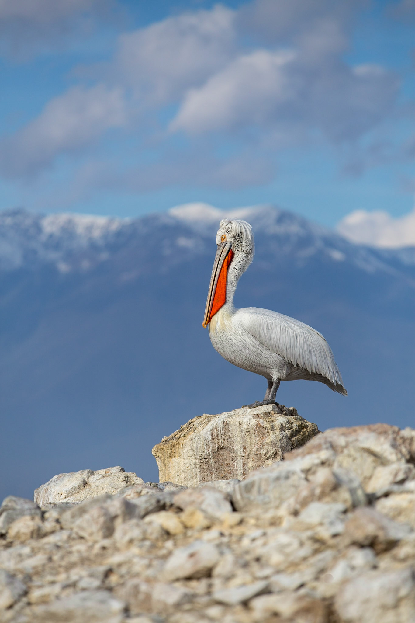 Krushuvad pelikan / Dalmatian Pelican, Kerkini lake Greece 2017