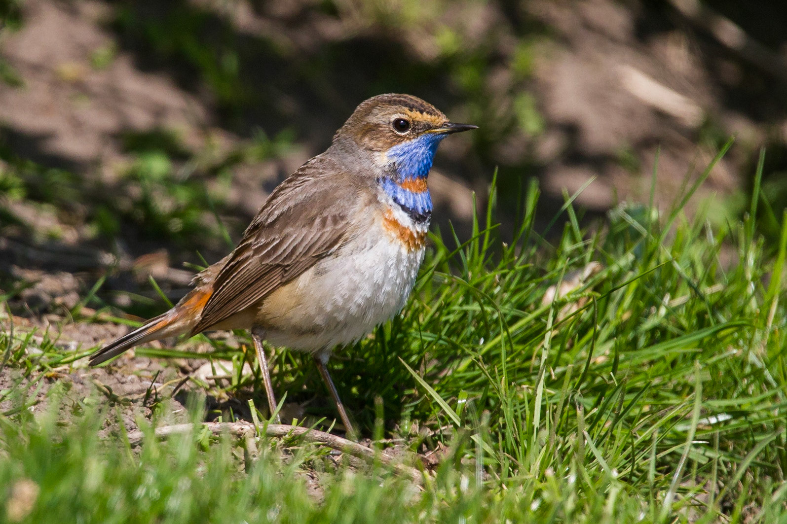 Blåhake / Bluethroat, Sibbarp 2012