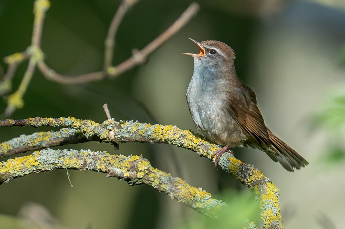 Sumpcettia / Cetti's warbler, Albäcksskogen 2025
