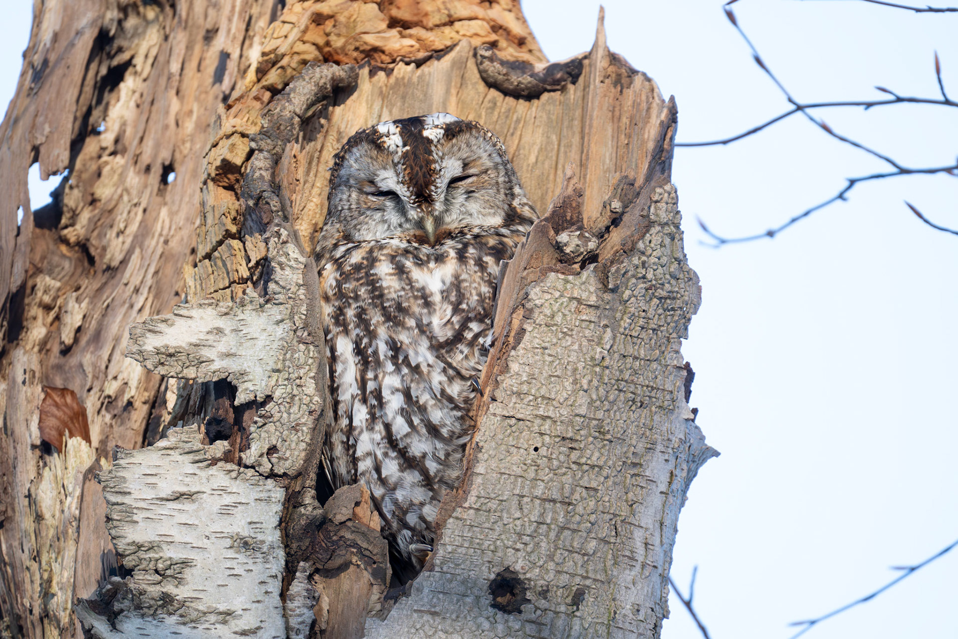 Kattuggla / Tawny Owl, Sofiero 2026