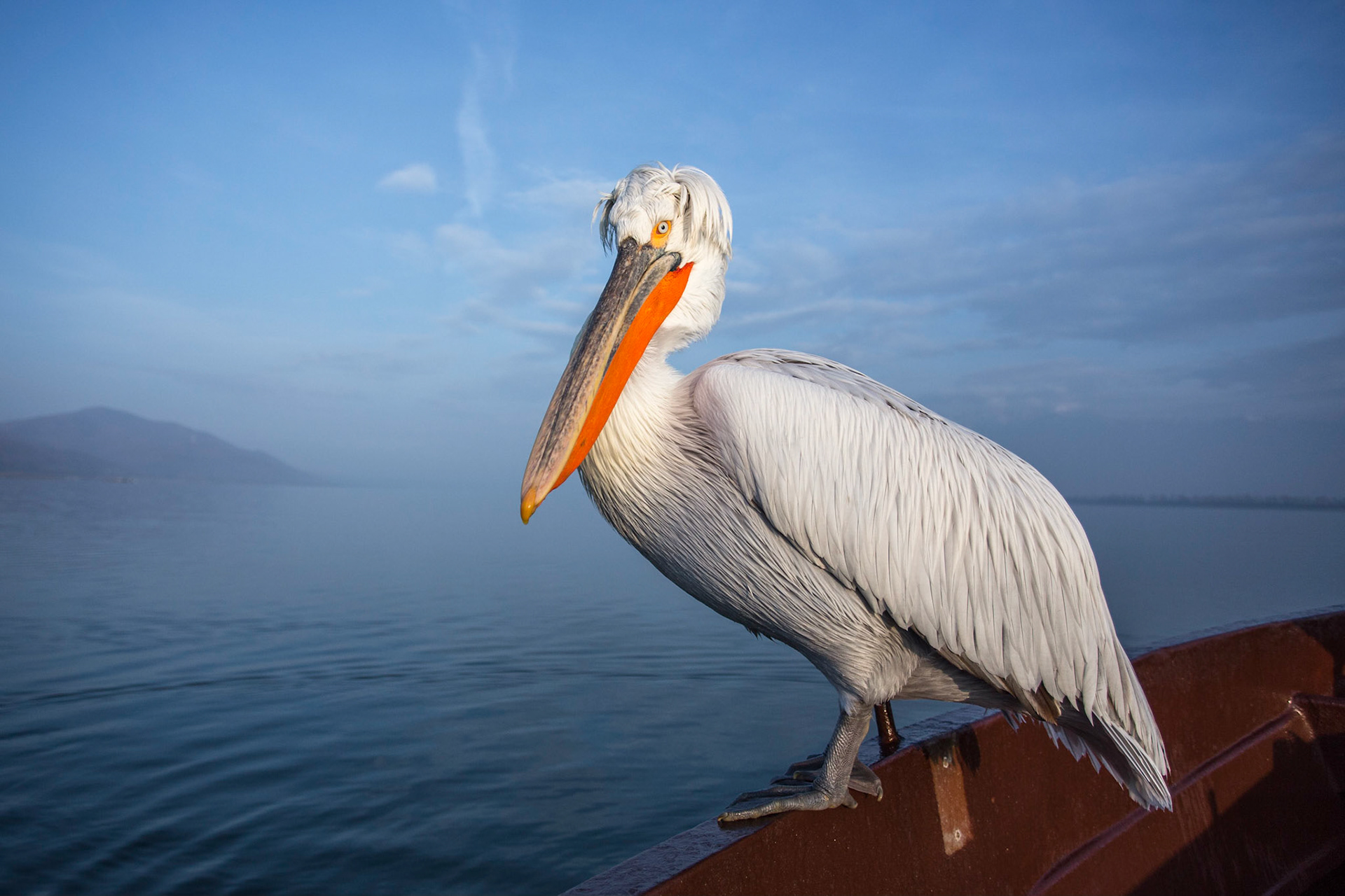 Krushuvad pelikan / Dalmatian Pelican, Kerkini lake Greece 2017