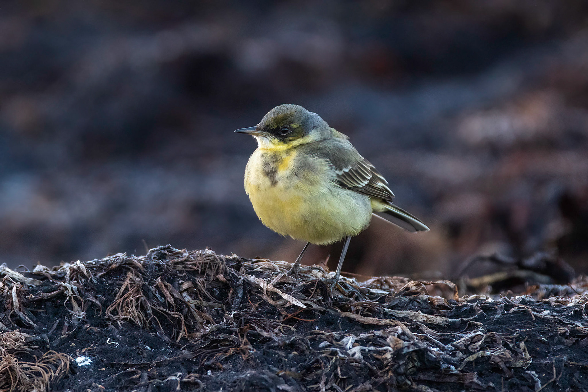 Östlig gulärla / Eastern Yellow Wagtail, Trelleborg 2021