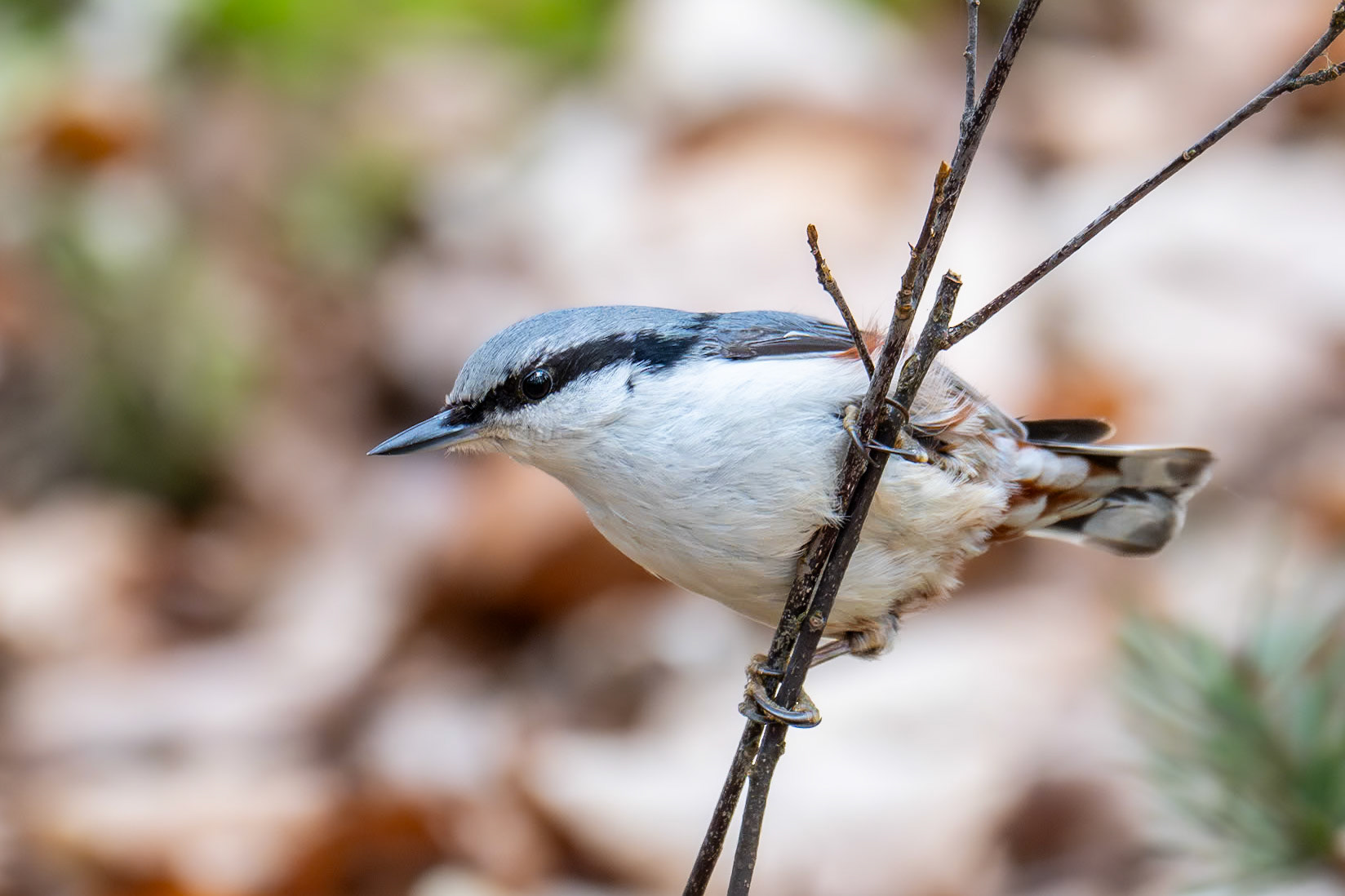 Nötväcka / Eurasian Nuthatch, Vombs fure 2024