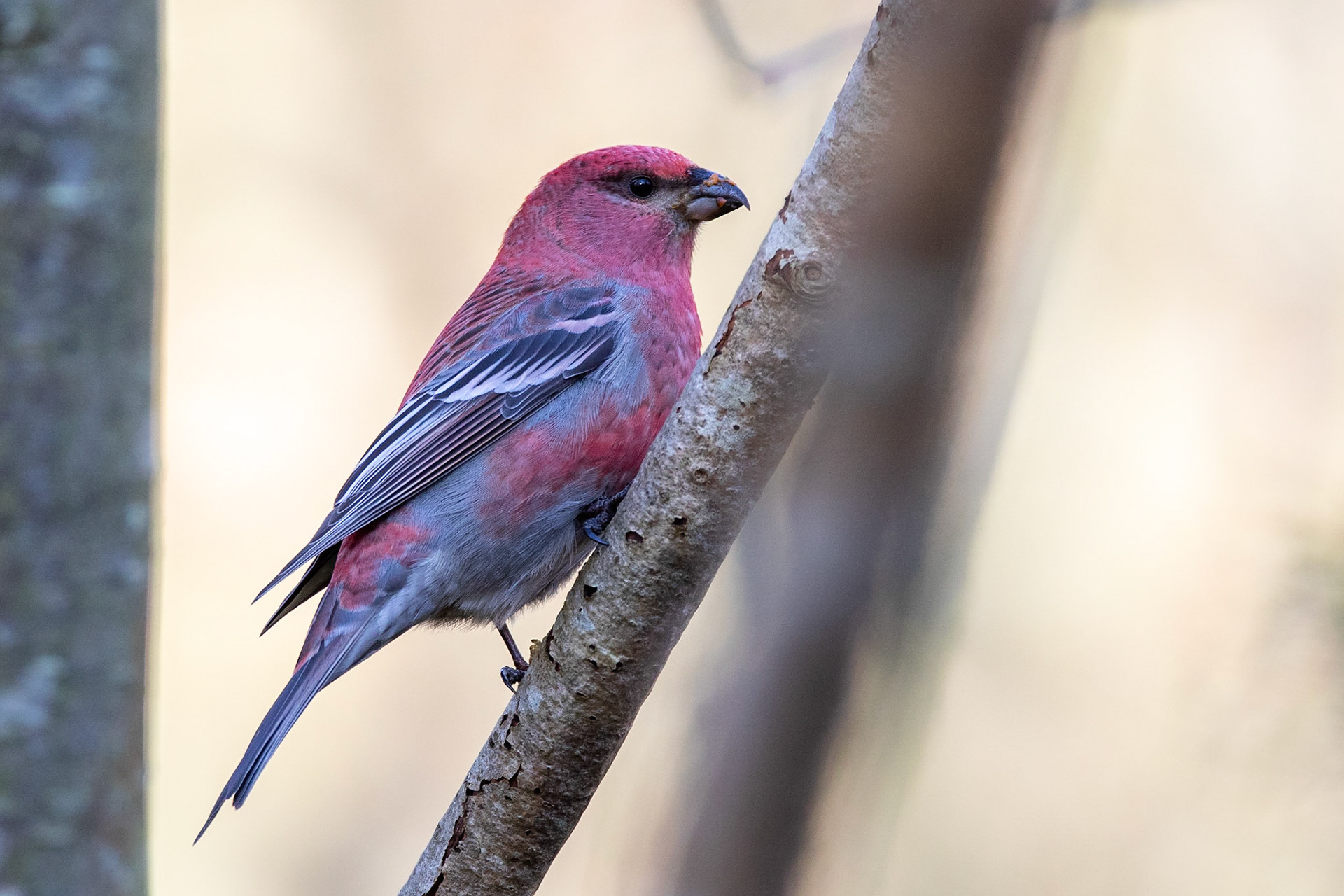 Tallbit / Pine Grosbeak, Fjälkinge 2019