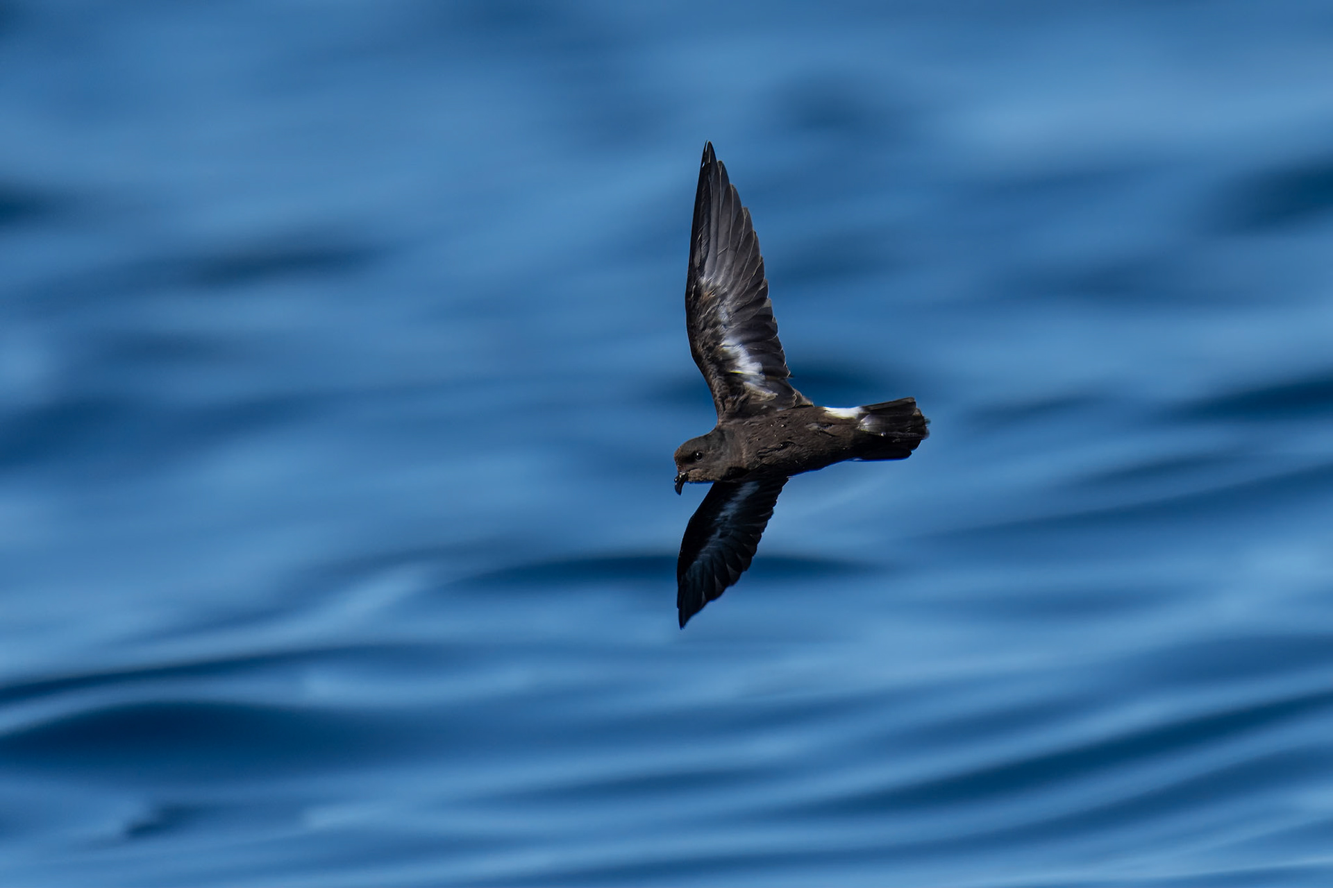 Stormsvala / European Storm-petrel, Sagres Portugal 2023
