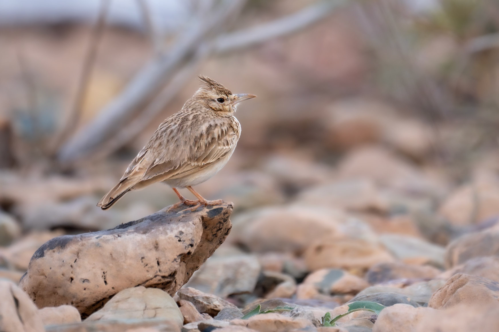 Maghreb Lark / Maghreblärka, Barrage El Mansour Eddahdi Morocco 2024