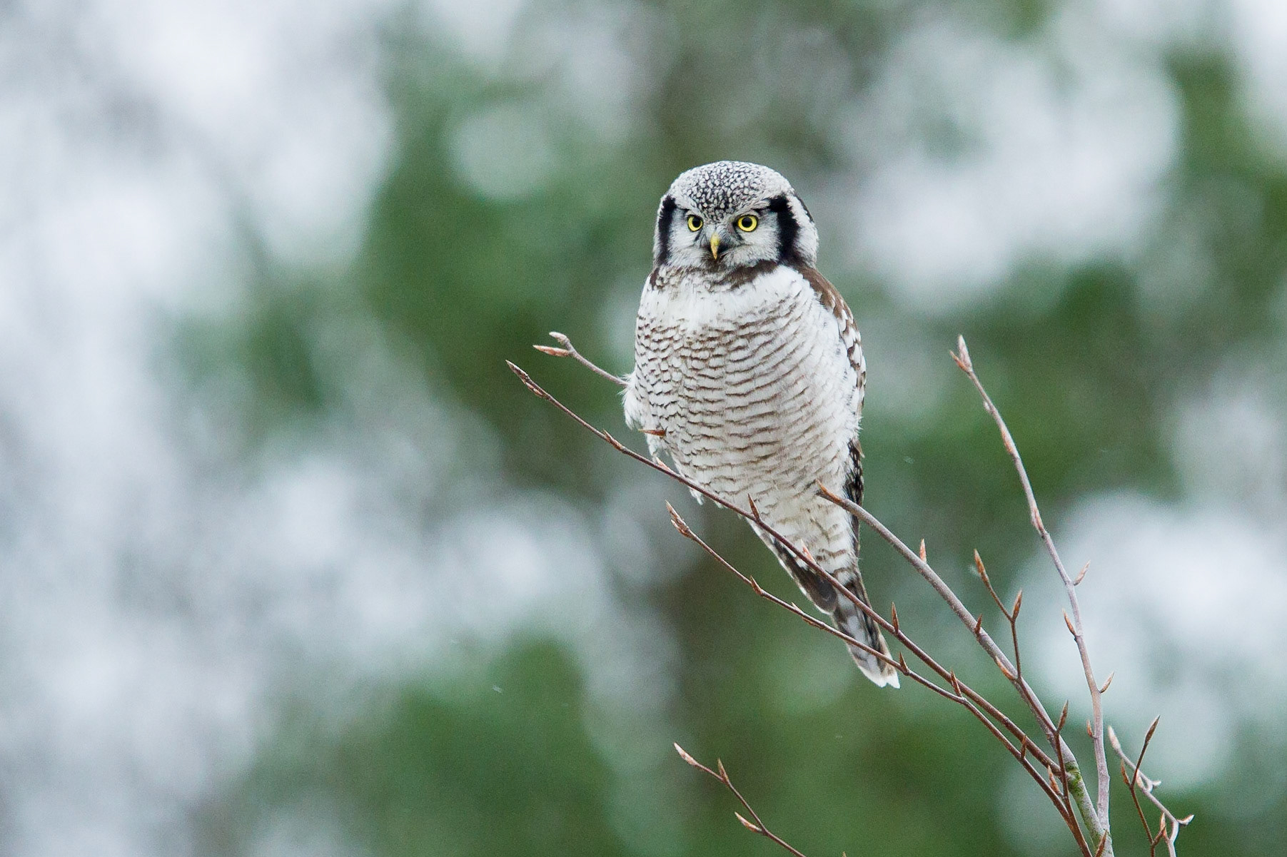 Hökuggla / Northern Hawk Owl, Skrylleskogen 2013