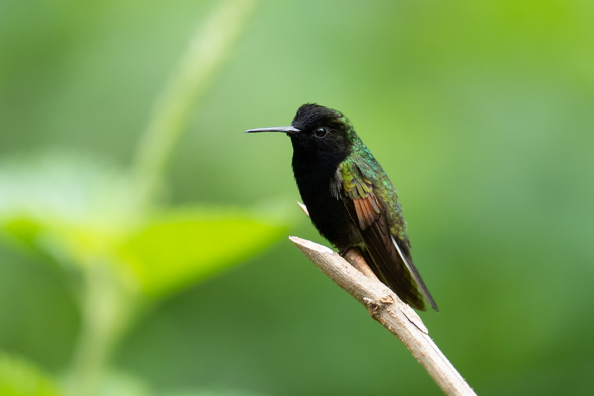 Black-bellied Hummingbird / Svartbukig kolibri, Hotel Quelitales, Costa Rica 2024