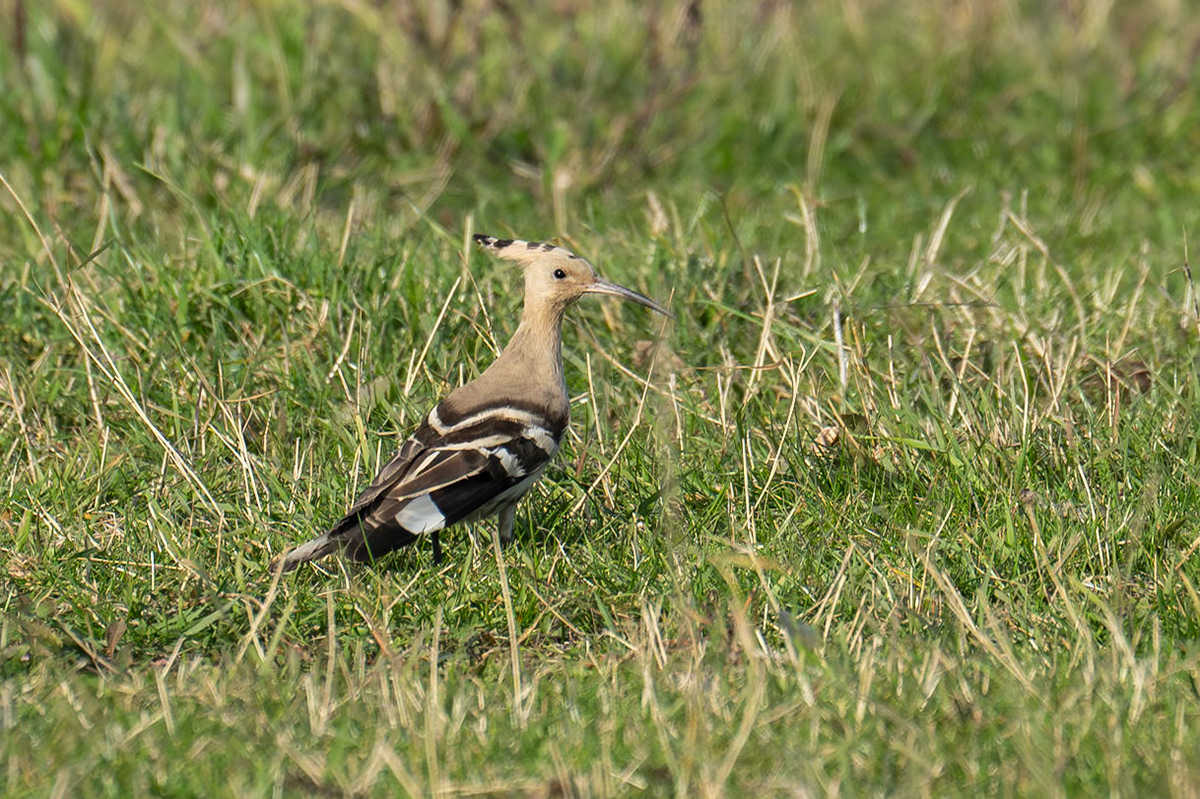 Härfågel / Eurasian Hoopoe, Eskilstorps ängar 2024