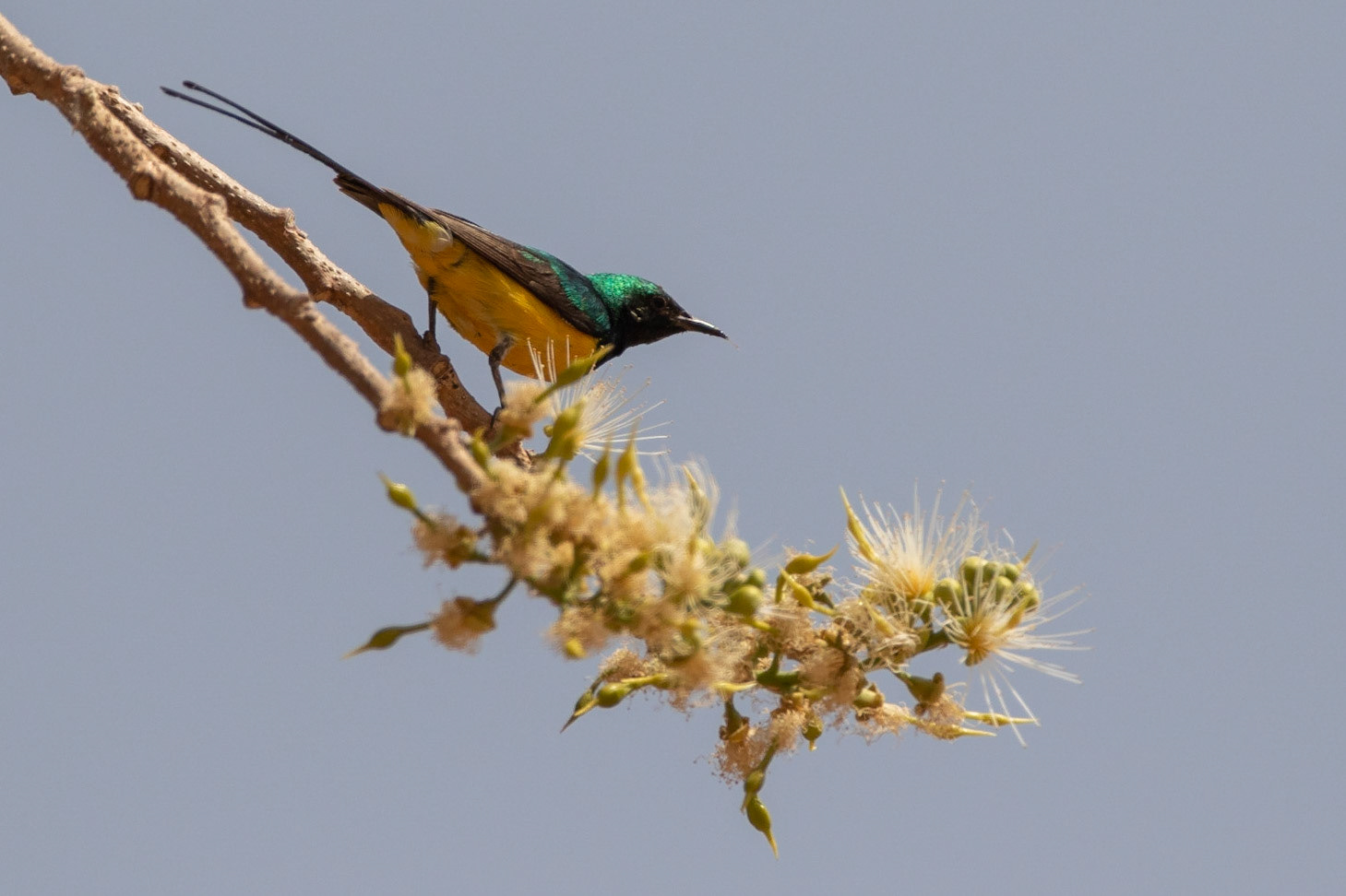 Dvärgsolfågel / Pygmy Sunbird, Tendaba, Gambia  2019