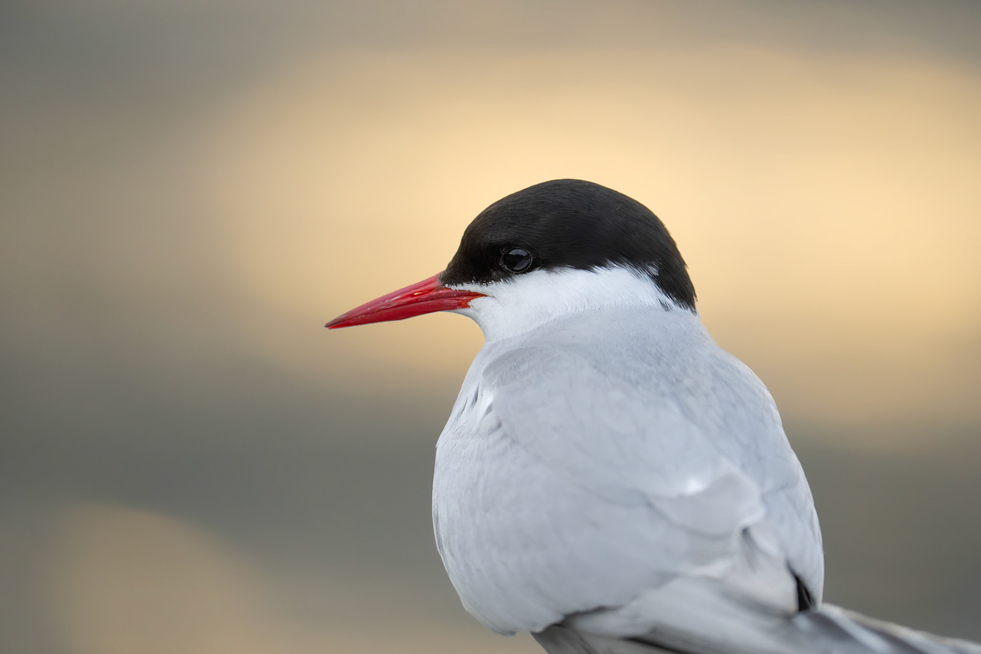 Silvertärna / Arctic Tern, Gävle 2025