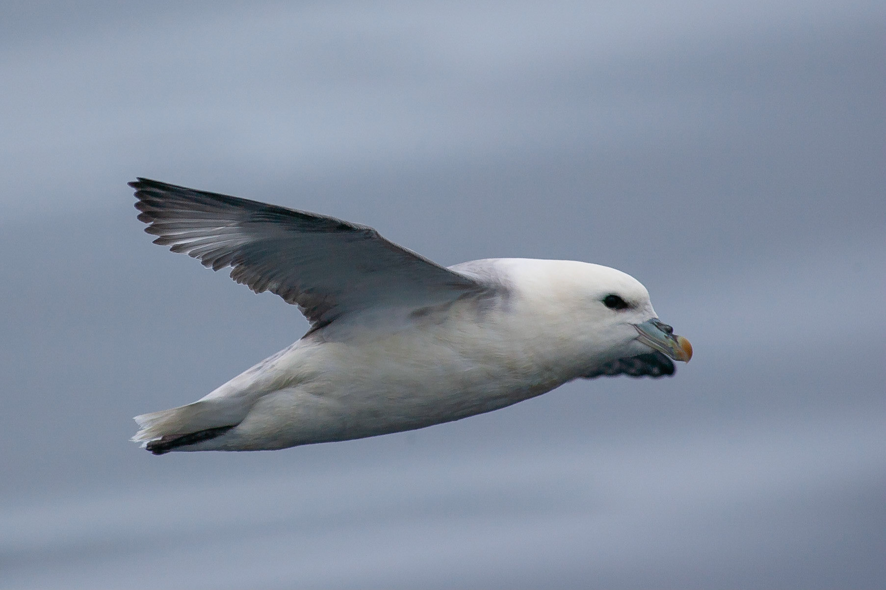 Stormfågel / Northern Fulmar, Andenes Norway 2008
