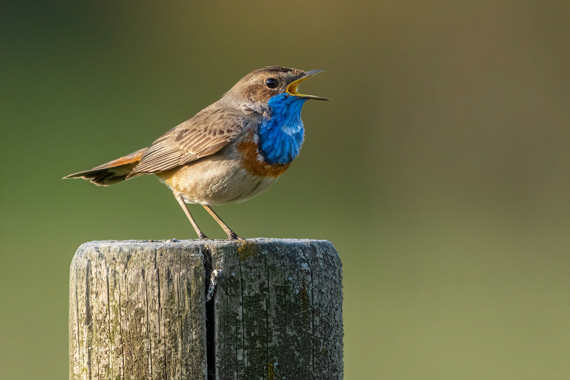 Blåhake (Vitstjärning) / Bluethroat (White-spotted), Nöbbelövs mosse 2023