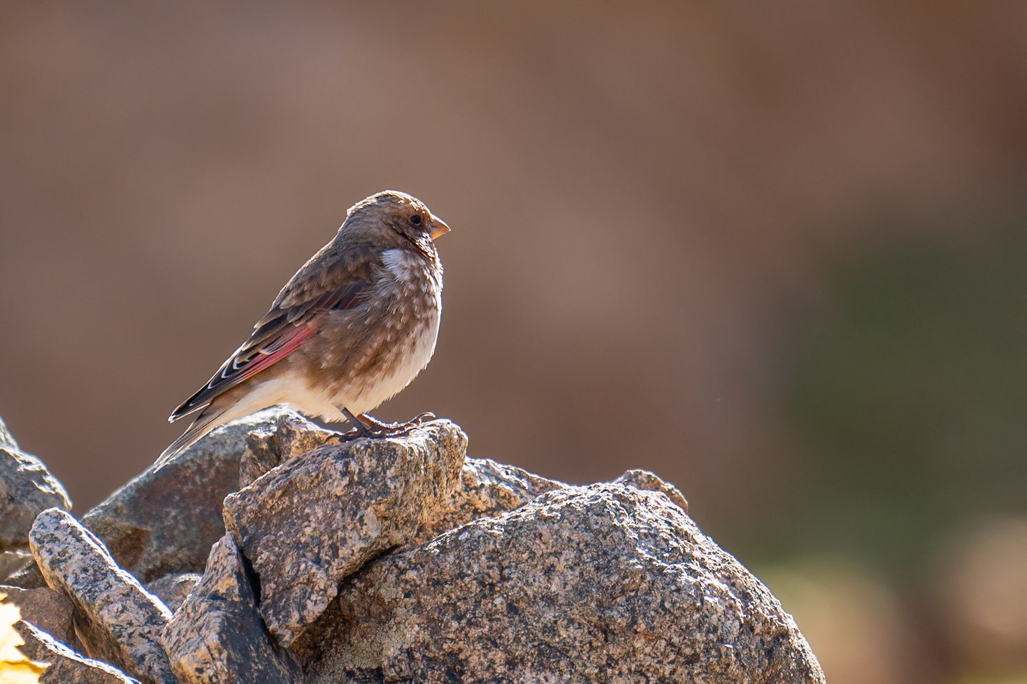 African Crimson-winged Finch / Afrikansk bergsökenfink, Oukaïmeden Morocco 2024