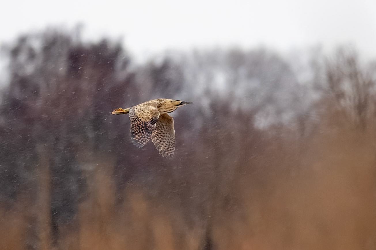 Rördrom / Great Bittern, Löddenäs 2024
