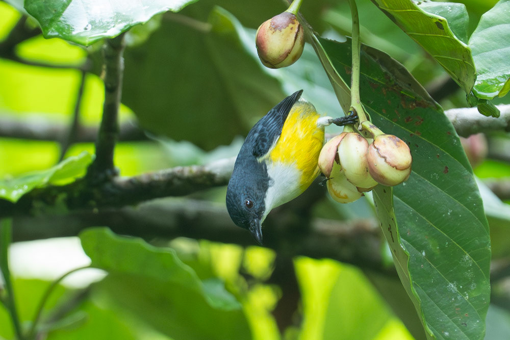 Legge's Flowerpecker / Ceylonblomsterpickare, Sinhiraja, Sri Lanka 2025