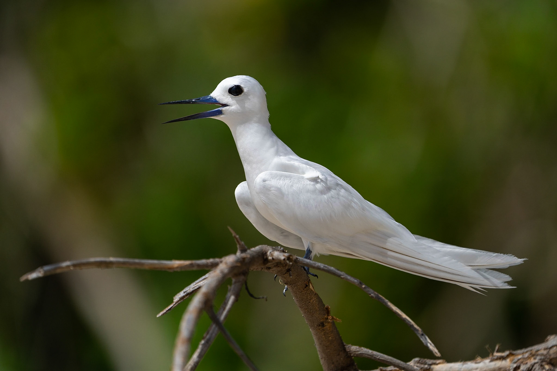 Fetärna / White Tern, Cousin Seychelles 2023