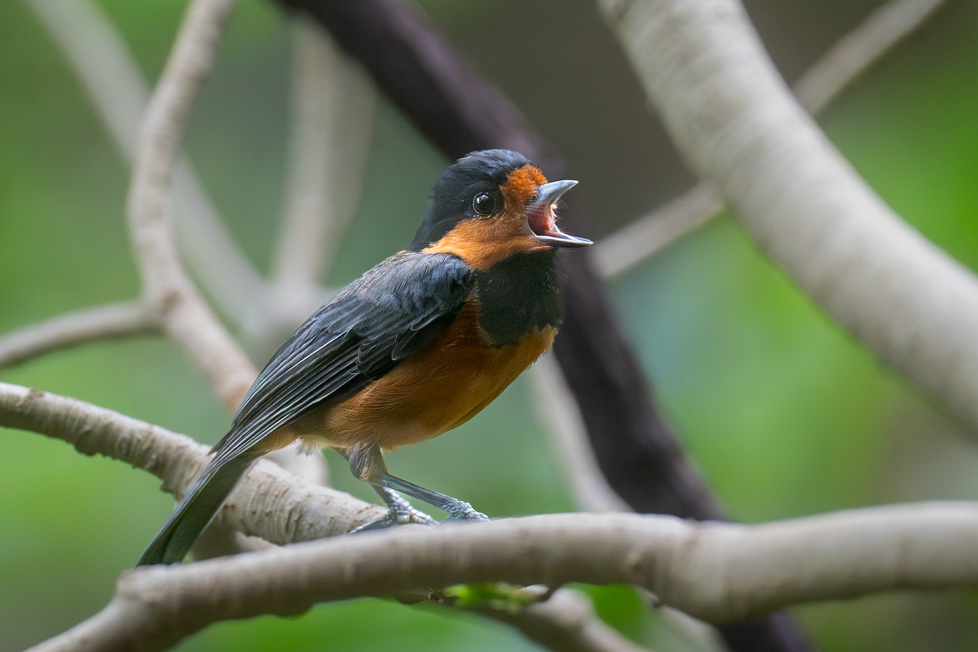 Izumes / Owston's Tit, Miyake-jima, Japan 2025