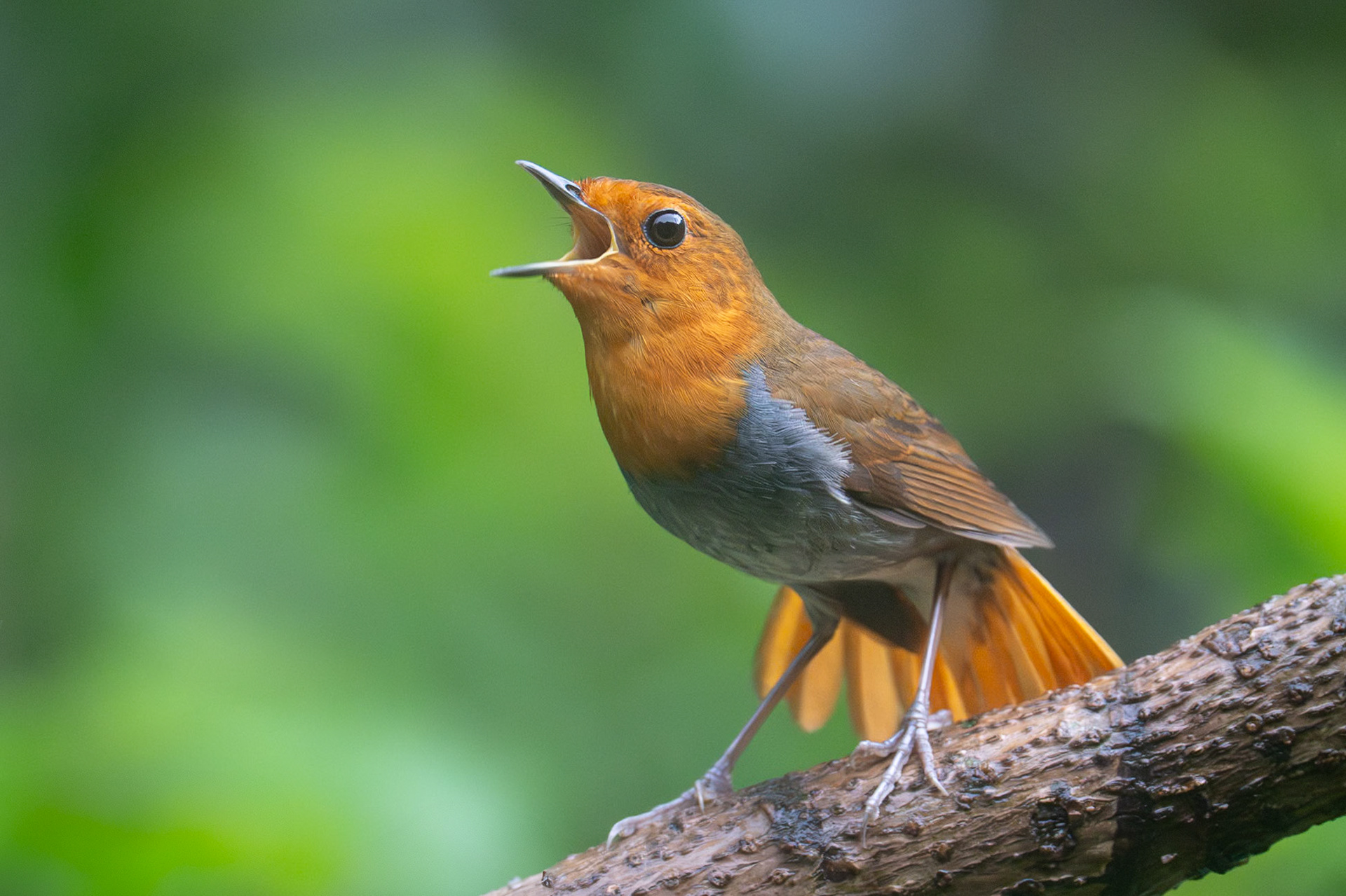 Izunäktergal  / Izu Robin, Miyake-jima, Japan 2025