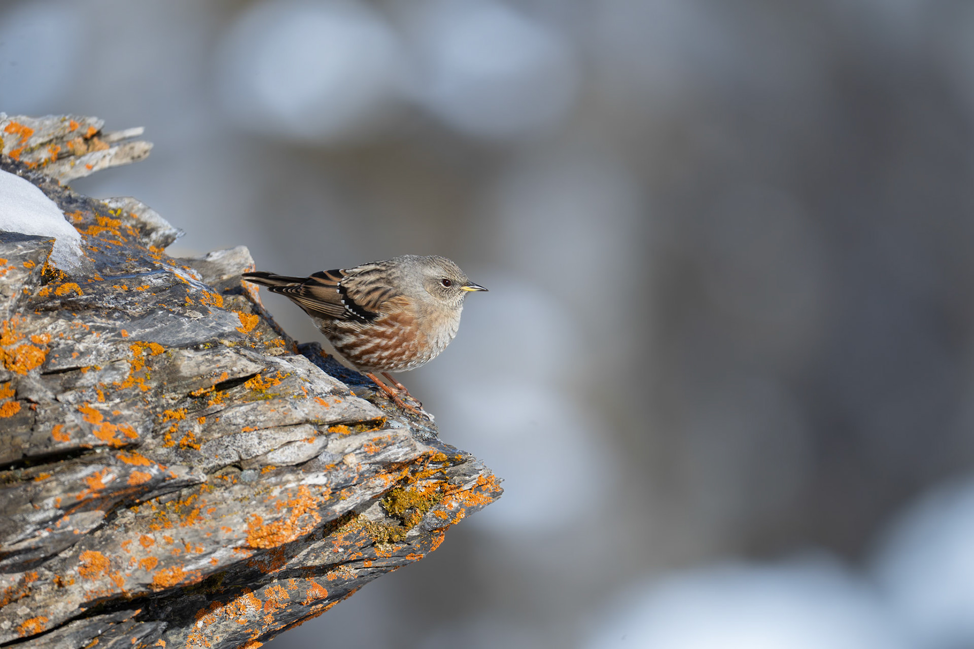 Alpjärnsparv / Alpine Accentor, Gemmipass Switzerland 2025