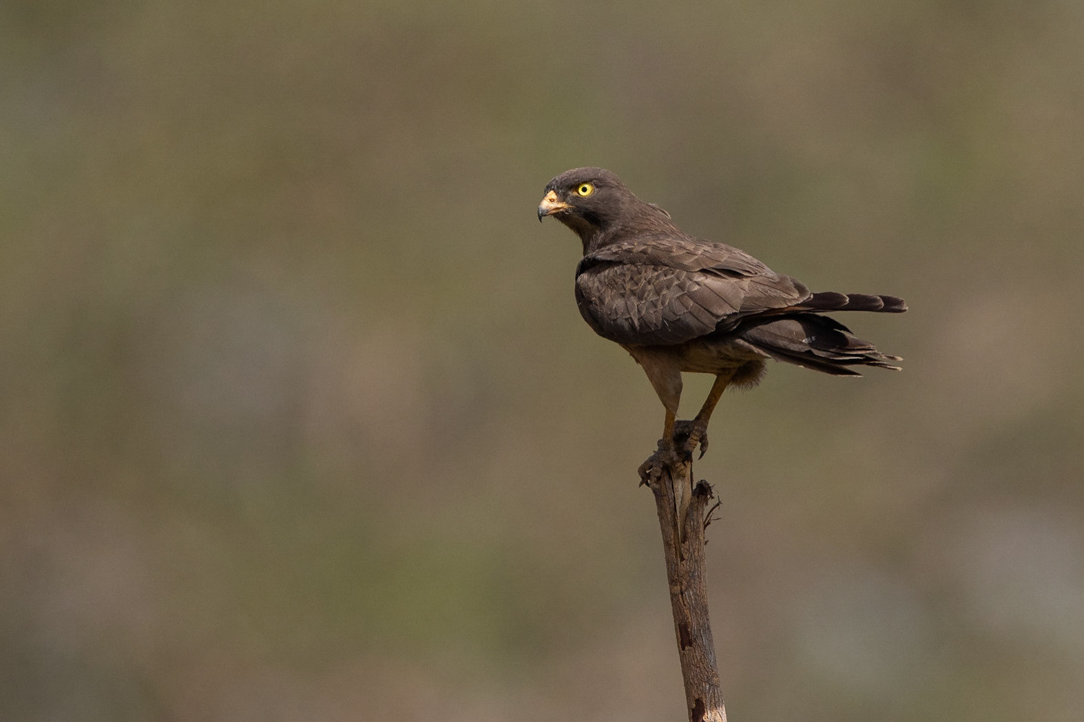 Gräshoppsvråk / Grasshopper Buzzard, Bajakarr raptor bridge, Gambia 2019