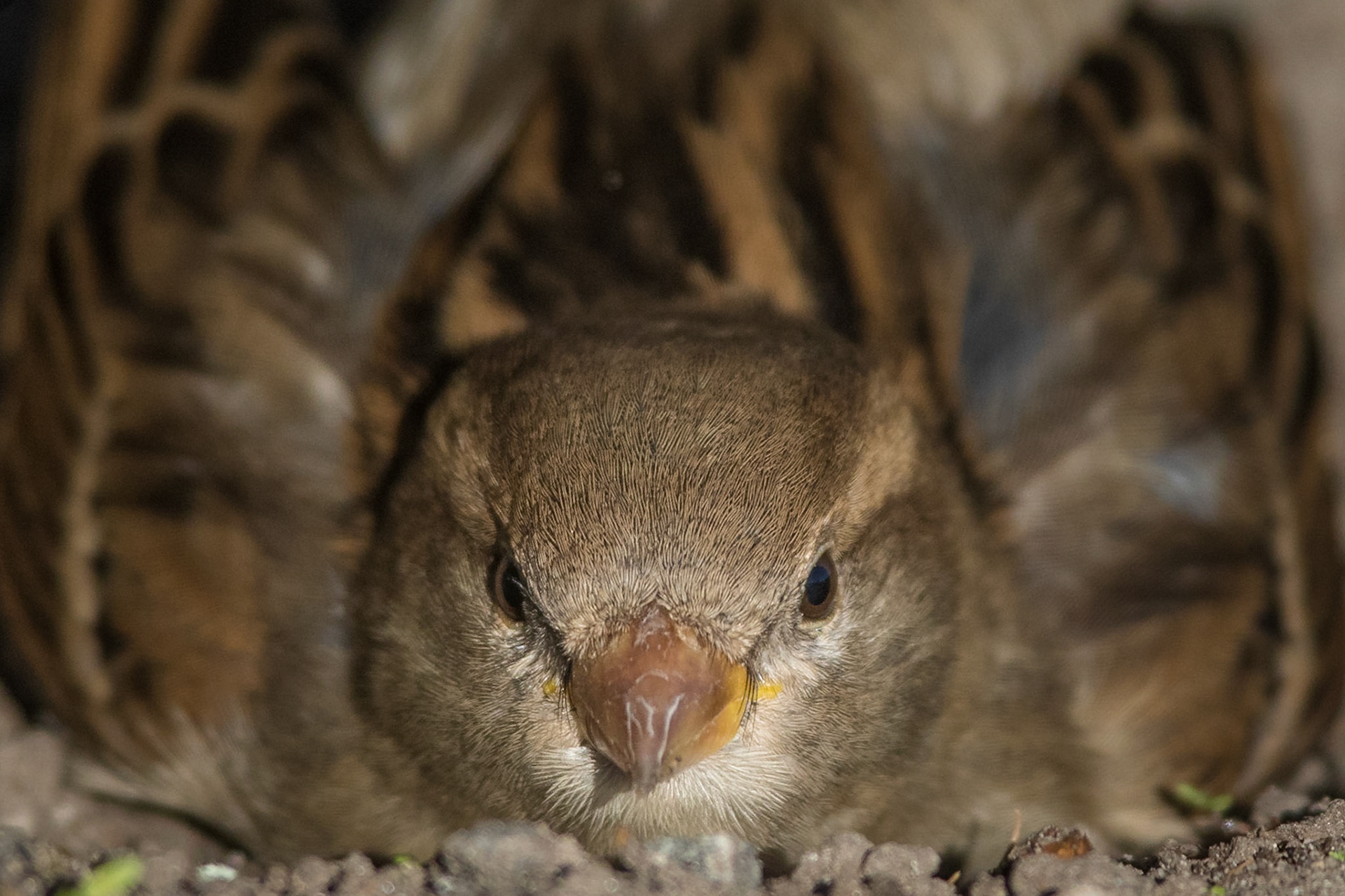 Gråsparv / House Sparrow, Lomma 2016