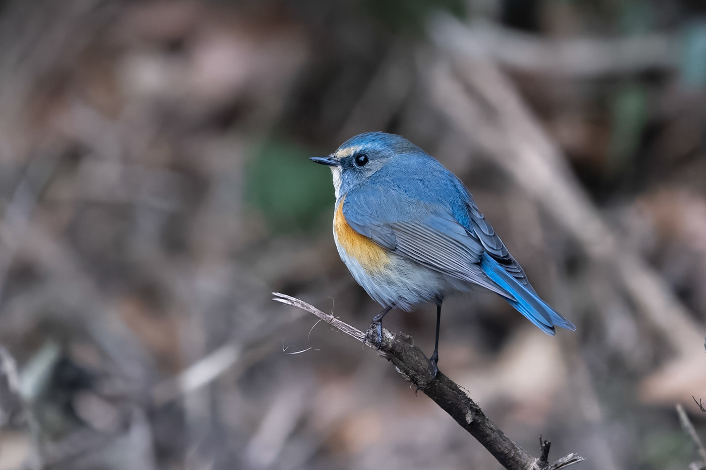 Tajgablåstjärt / Red-flanked Bluetail, Malmö 2023