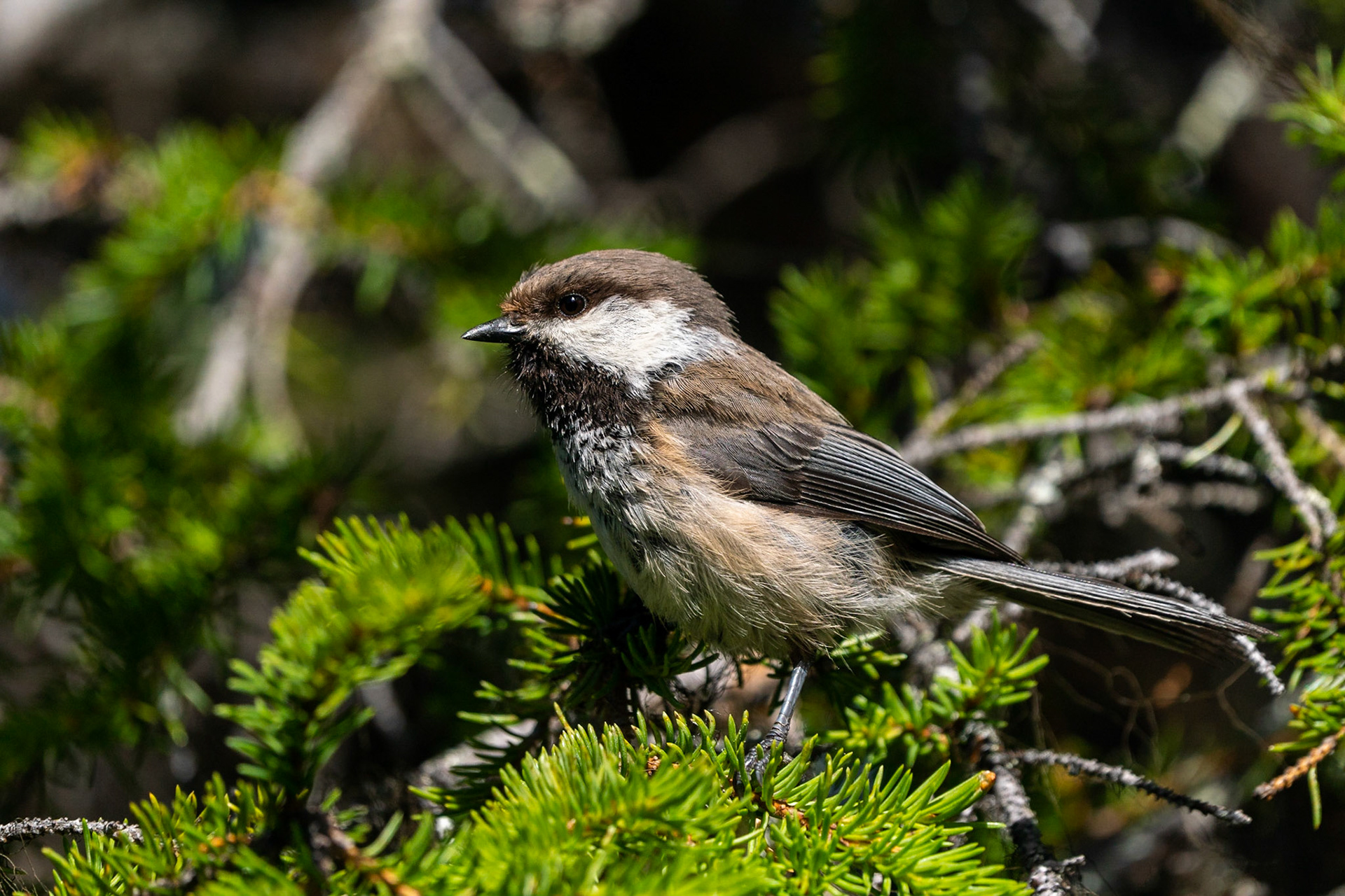 Lappmes / Siberian Tit, Aptasvare 2022
