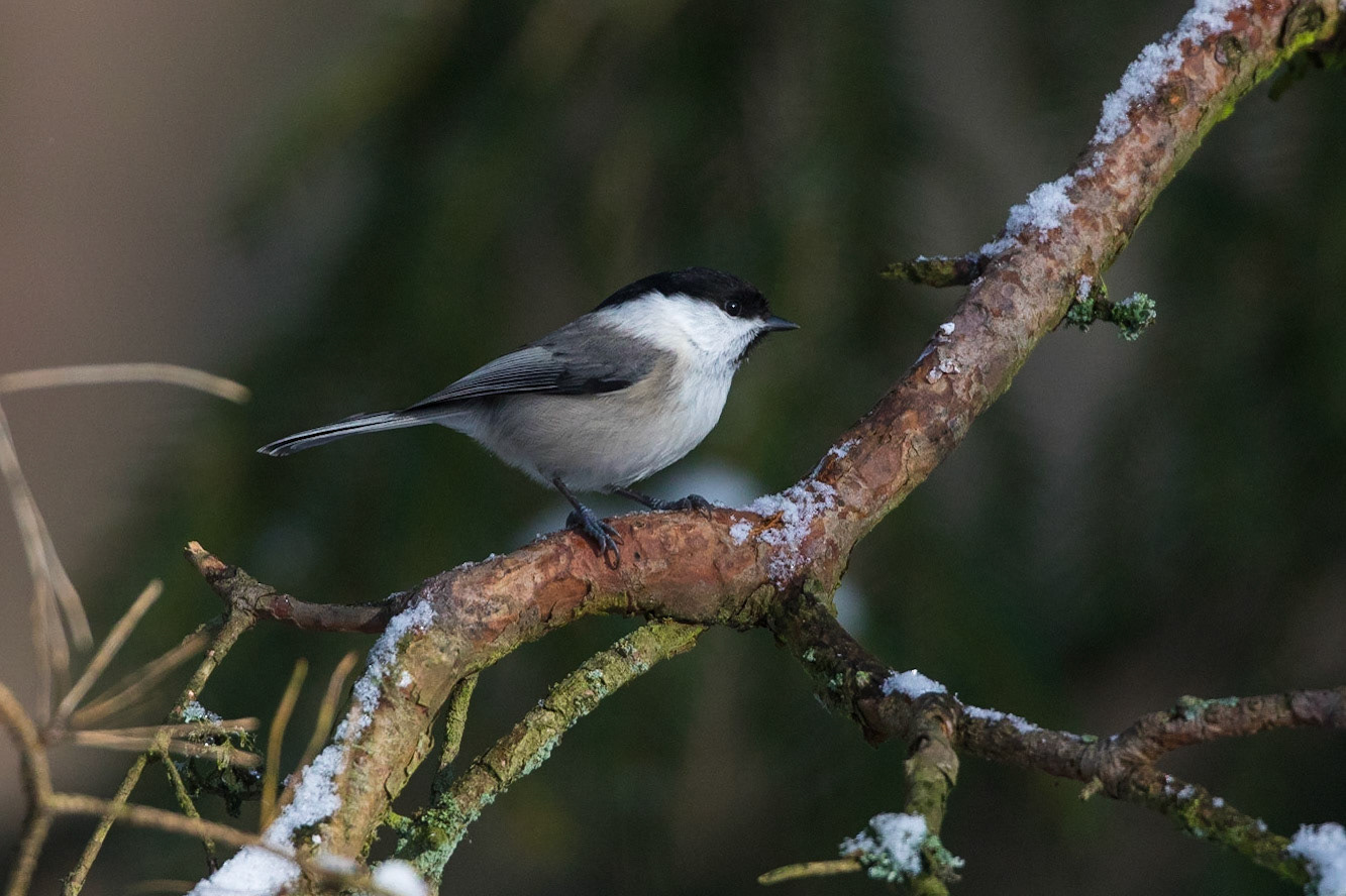 Talltita / Willow Tit, Vombs furu 2018