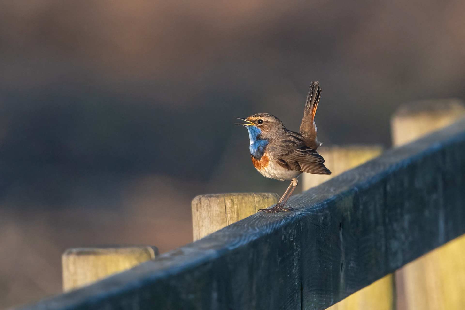 Blåhake / Bluethroat, Löddenäs 2022