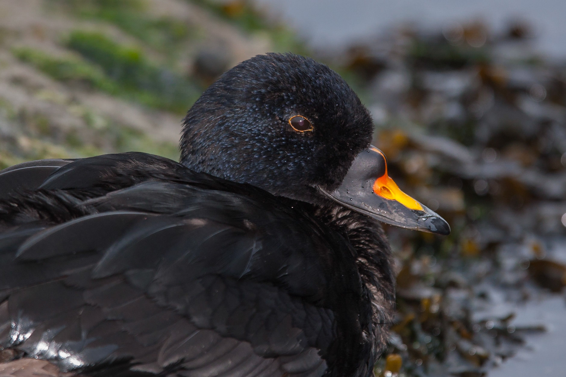 Sjöorre / Common Scoter, Torekov 2011