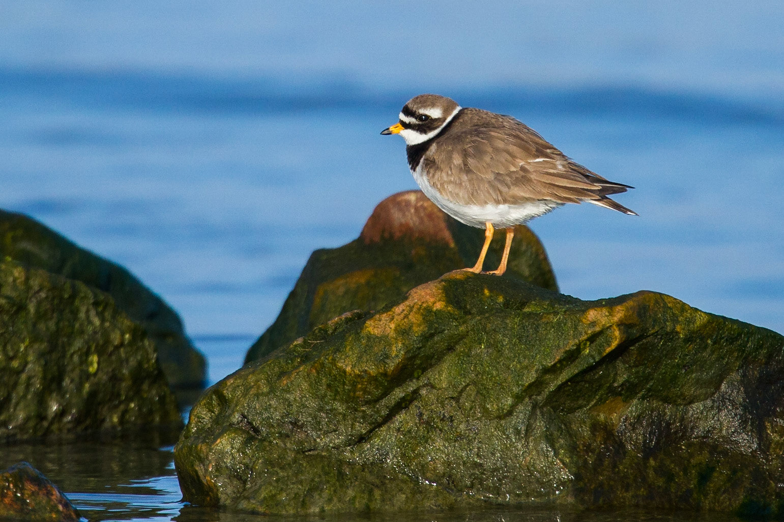 Större strandpipare / Common Ringed Plover, Barsebäck 2011