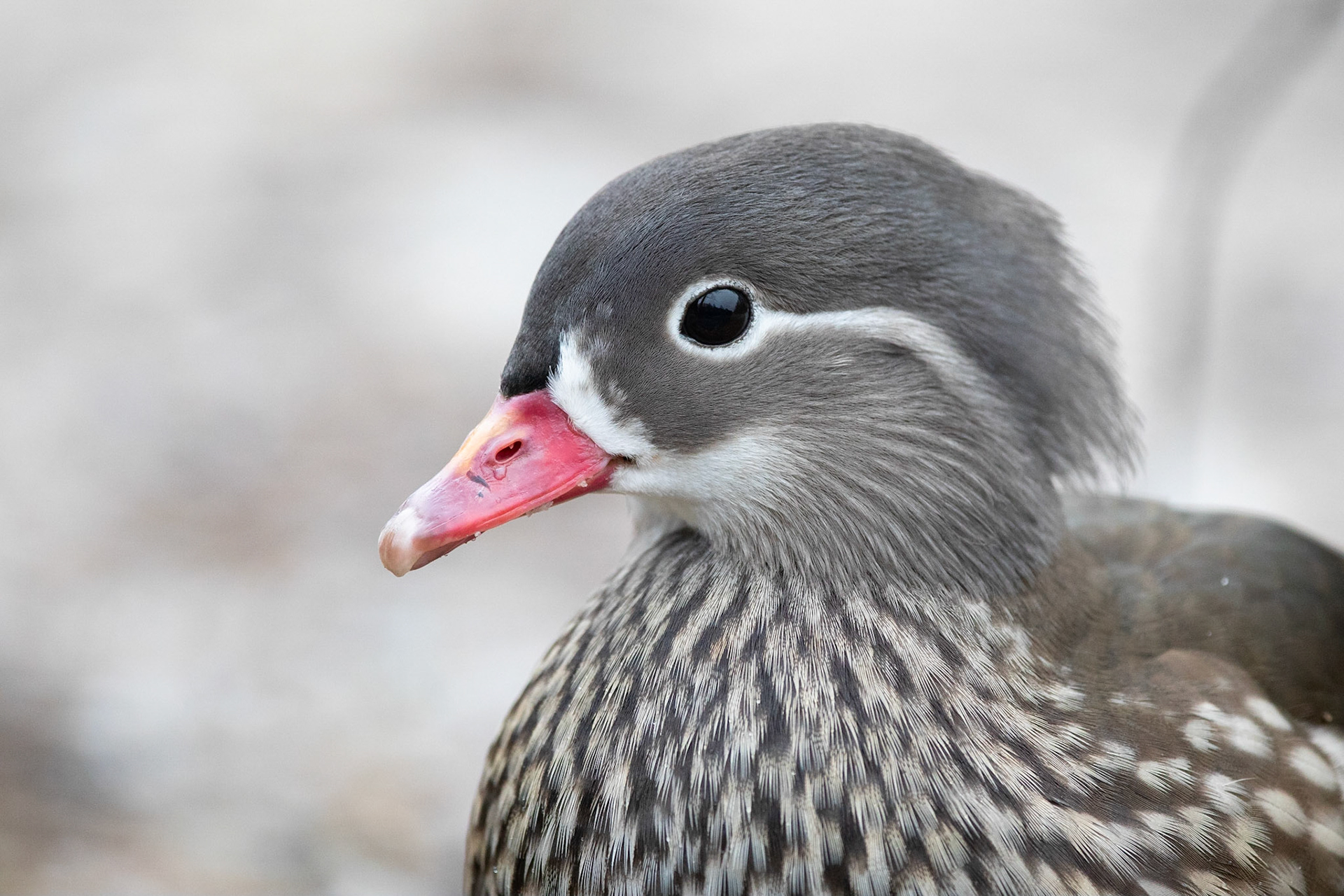 [Mandarinand / Mandarin Duck], Ängelholm 2019