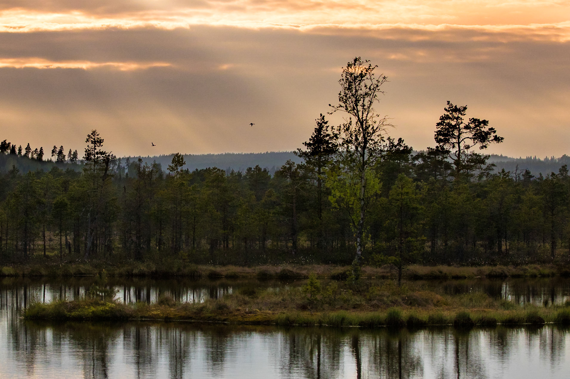 Smålom / Red-throated Diver, Knuthöjdsmossen 2016