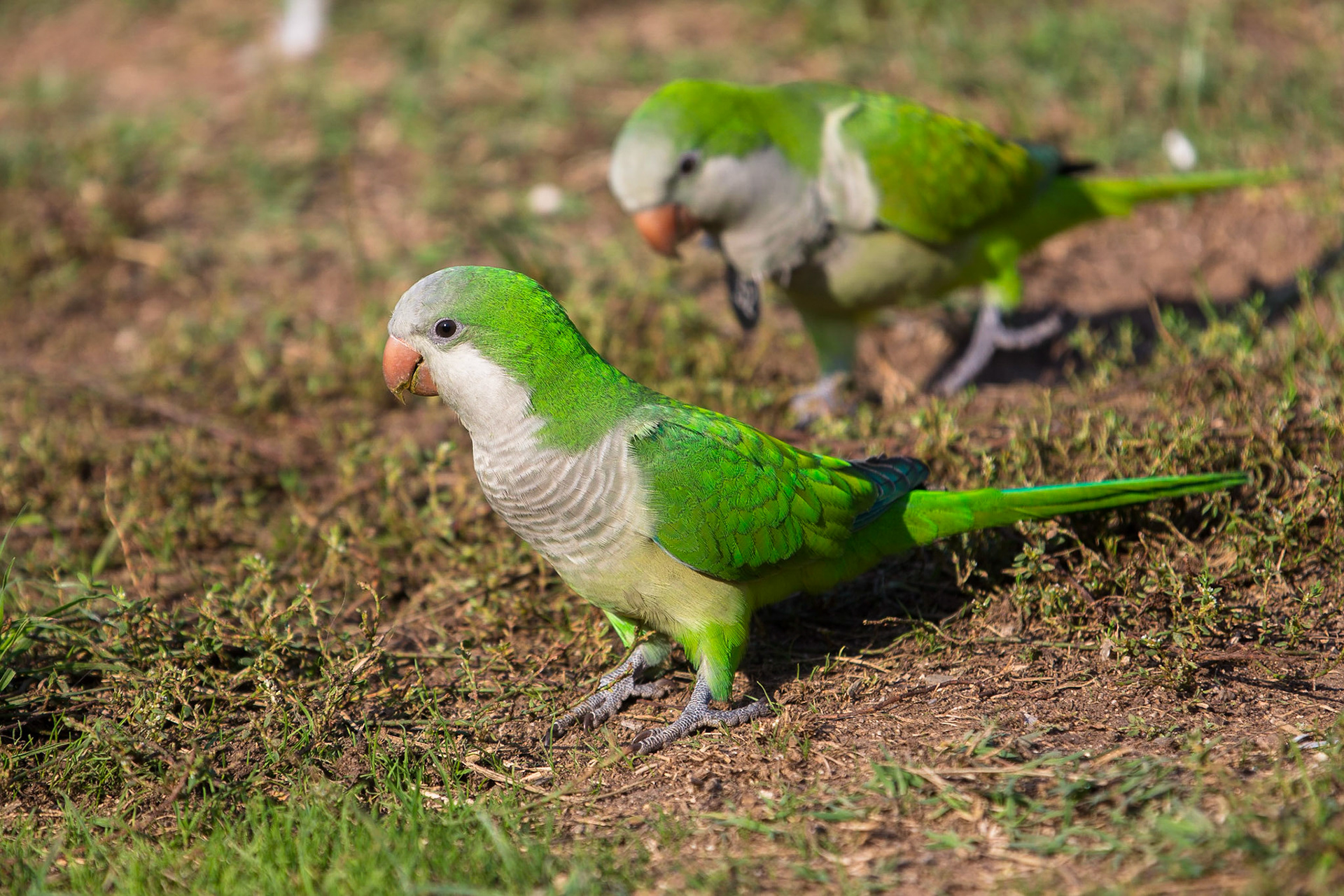 Munkparakit / Monk Parakeet, Barcelona Spanien 2017