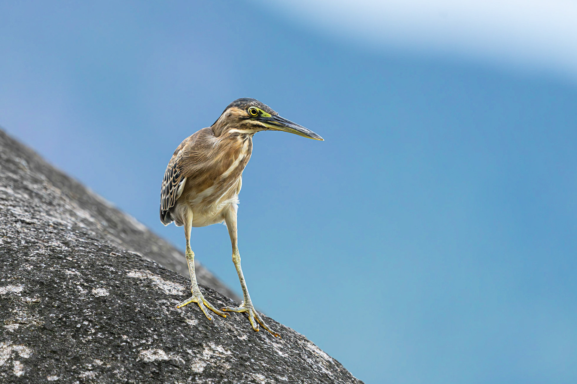 Mangrovehäger / Striated Heron, Beau Vallon, Mahé Seychelles 2023