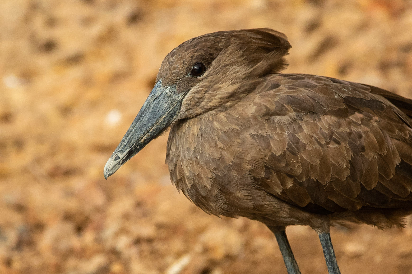 Skuggstork / Hamerkop, Campement de Wassadou, Senegal 2019