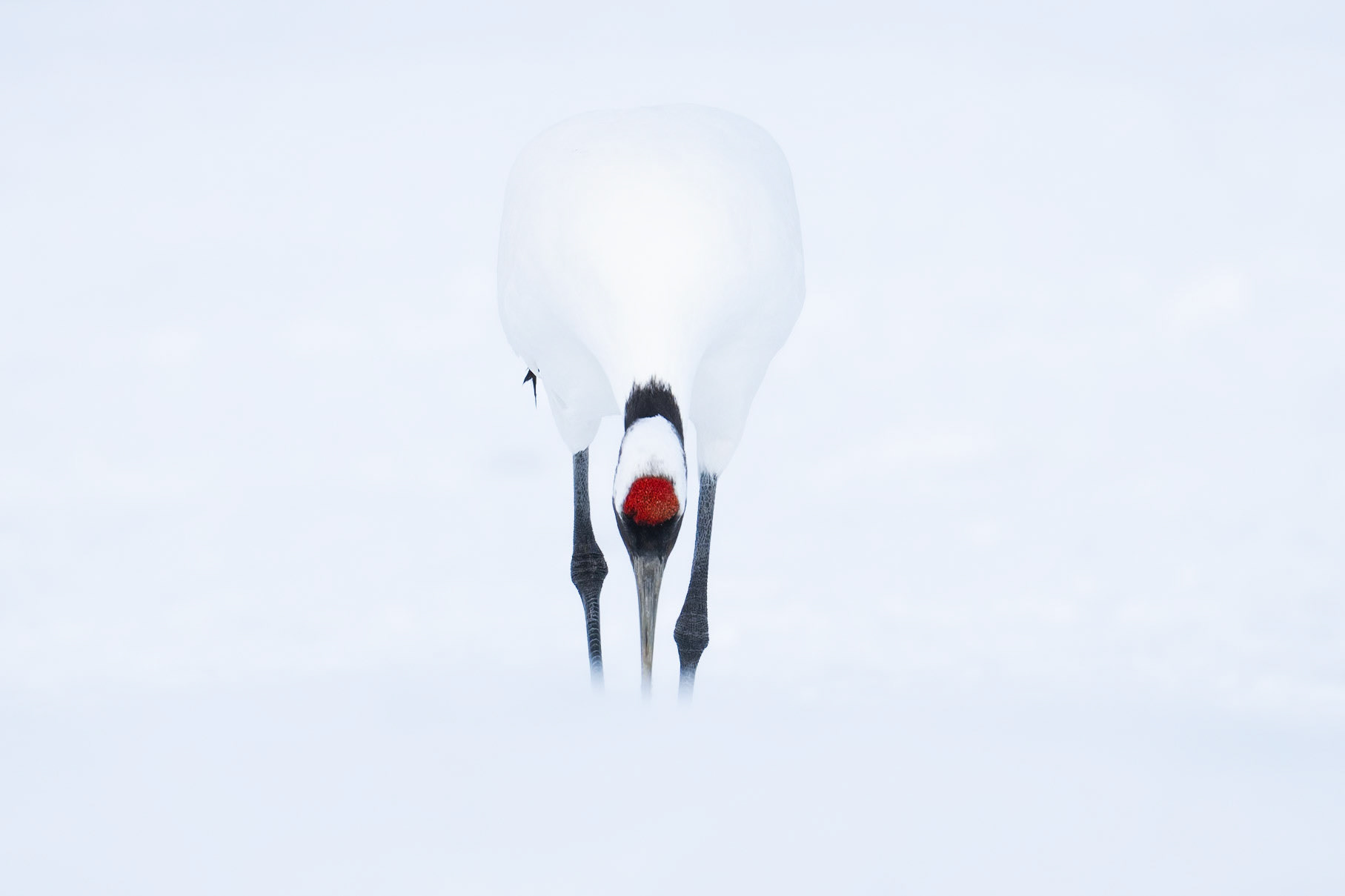 Japansk trana / Red-crowned Crane, Kushiro, Japan 2025